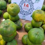 Cameroun – Fruits : les mandarines de retour sur le marché